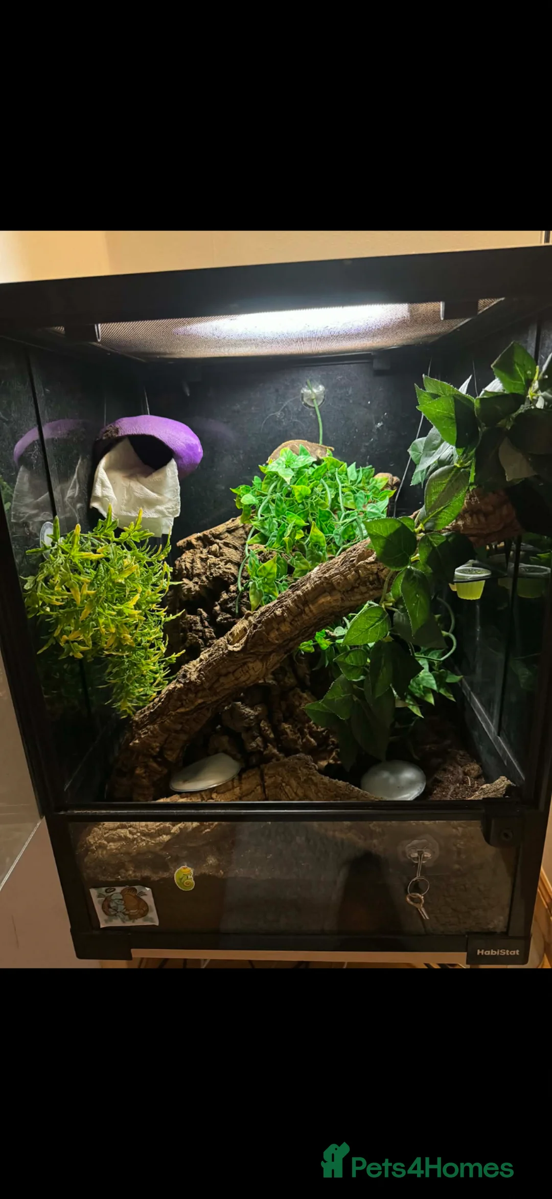 Gecko reptiles for sale: Crested gecko and full setup  - Advert 1