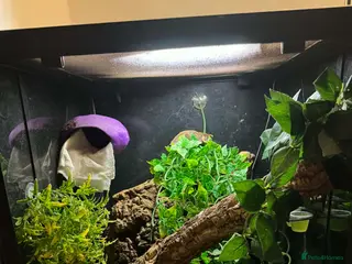 Gecko reptiles Crested gecko and full setup - Advert 1