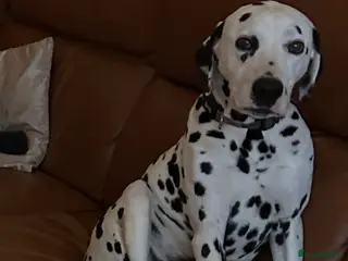 Dalmatian dogs 5 year old male dog - Advert 7
