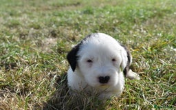 Old English Sheepdog dogs for sale: Stunning Old English Sheepdog Puppies KC Reg - Image 14