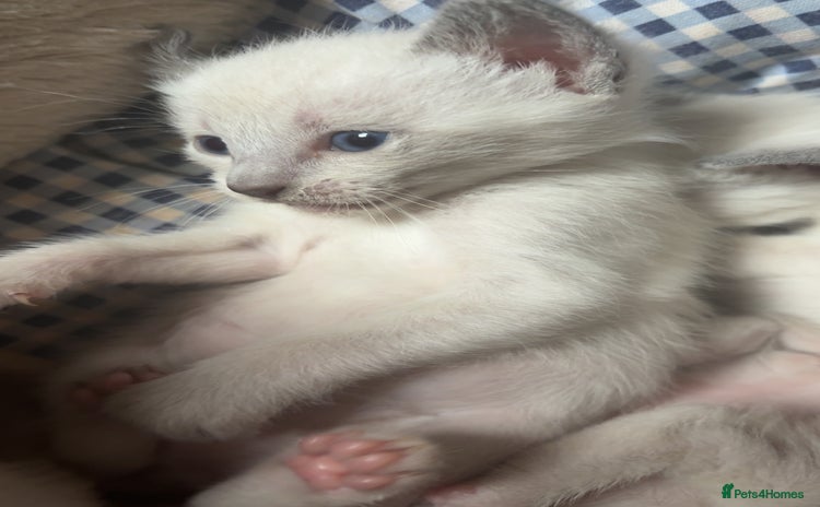 Siamese cats - Advert 5