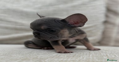 French Bulldog dogs - Advert 1