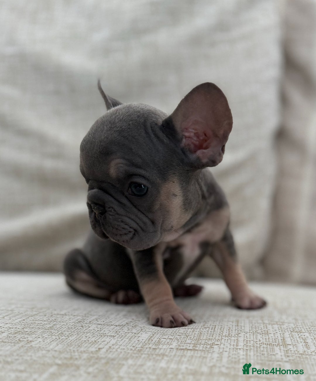 French Bulldog dogs for sale: Lilac & Tan Velvet Girl  - Image 2