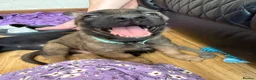Belgian Shepherd Dog dogs for sale: last Belgian shepherd Harry READY TO GO - Advert 35