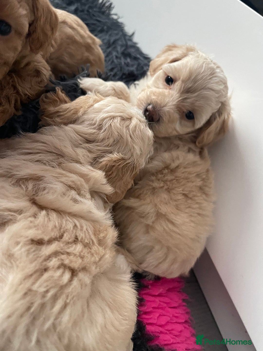 Maltipoo dogs for sale: 💗💙 **  TOY MALTIPOOS💗💙 - Image 27