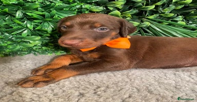 Dobermann dogs - Advert 1