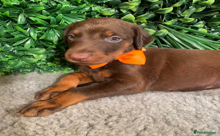 Dobermann dogs - Advert 4