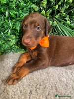 Dobermann dogs - Advert 1