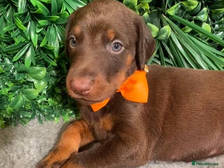 Dobermann dogs - Advert 2