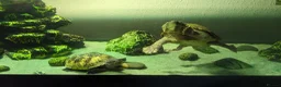 Turtle reptiles for sale: Razor-backed & Common Musk Turtle With Full Setup. in Stafford - Advert 3