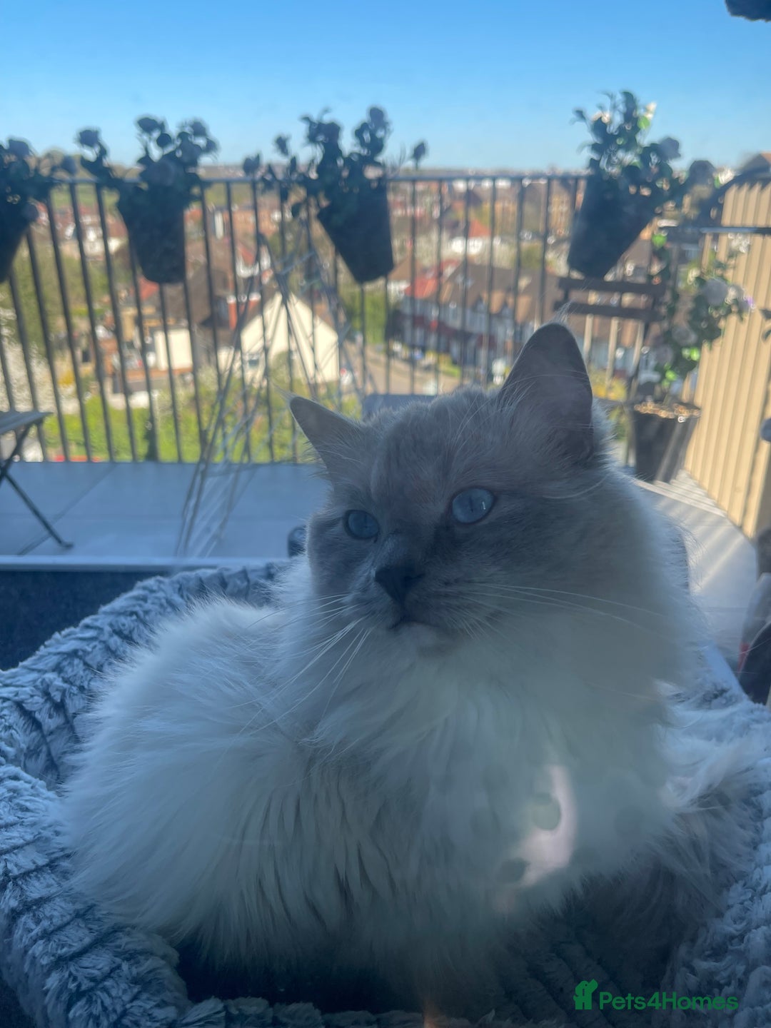 Ragdoll cats for stud: BIG beautiful GCCF & TICA Active Ragdoll Stud! in London - Image 8