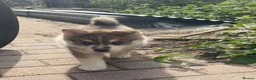 Pomsky dogs for sale: 6 beautiful pomsky 3 girls 3 boy ready to leave  - Advert 3