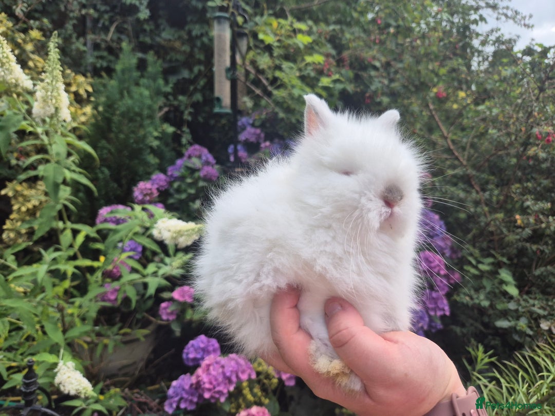Angora rabbits for sale: 🧡Teddydwerg babies- Imported parents🧡 - Image 4