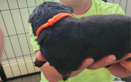 German Shepherd dogs for sale: German shepherd  - Image 24