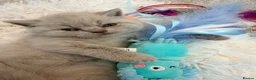 British Shorthair cats for sale: GORGEOUS GCCF REGISTERED KITTENS two left - Advert 3