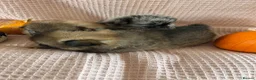 Pomeranian dogs for sale: Double coat stunning Pomeranians - Advert 10