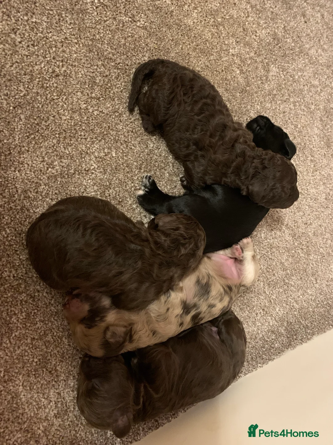 Cockapoo dogs for stud: PROVEN DNA tested Cockapoo Stud-Chocolate Merle in Stafford - Advert 21