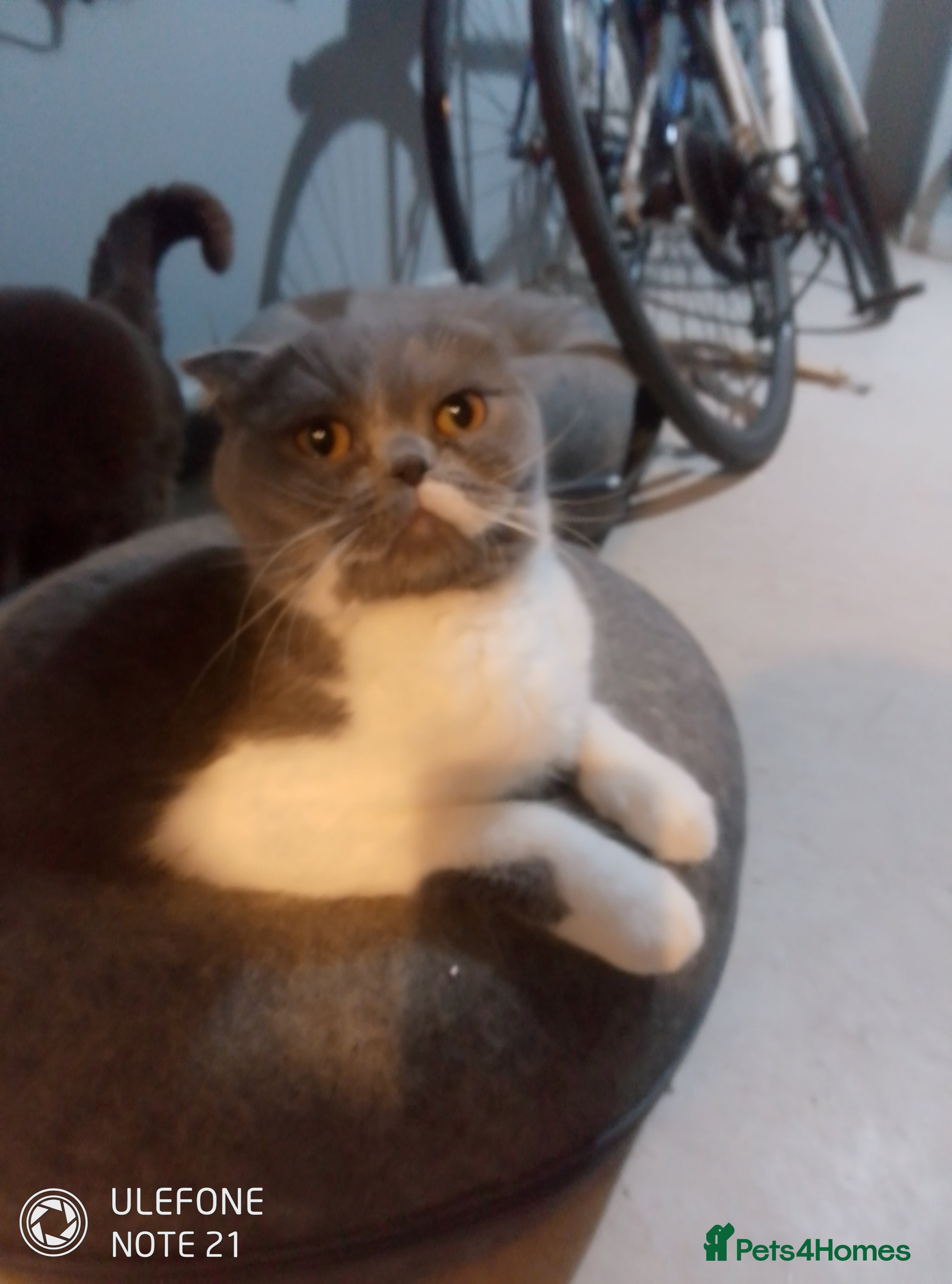 Scottish Fold cats British Shorthair fold - Advert 1