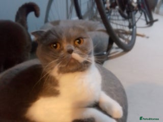 Scottish Fold cats British Shorthair fold - Advert 1
