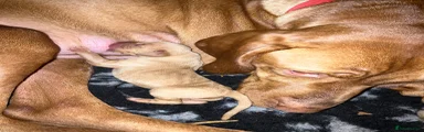 Hungarian Vizsla 4