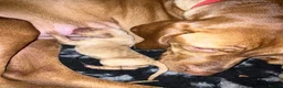 Hungarian Vizsla dogs for sale: 5* HUNGARIAN VIZSLA PUPPIES KC REGISTERED  - Advert 6