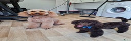 Poodle dogs for stud: ROMEO DNA health tested KC Miniature Red Poodle in Thetford - Advert 5