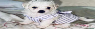 Bichon Frise 1