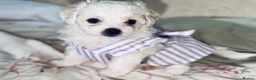 Bichon Frise dogs for sale: 4 Bichon Frisé puppies looking for their new home - Advert 3
