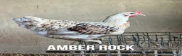 Chickens poultry for sale: Chicken hens poultry laying hens hybrid - Advert 3