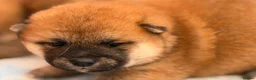 Japanese Shiba Inu dogs for sale: Japanese Shiba Inu Puppies Parents Health Tested - Advert 12