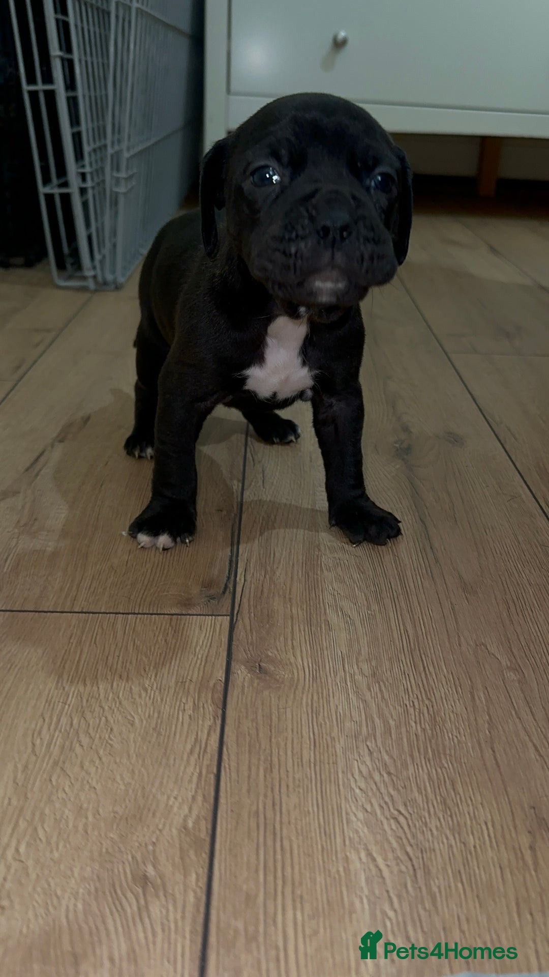 Cane Corso dogs for sale: Cane Corso Puppies for Sale - Image 22