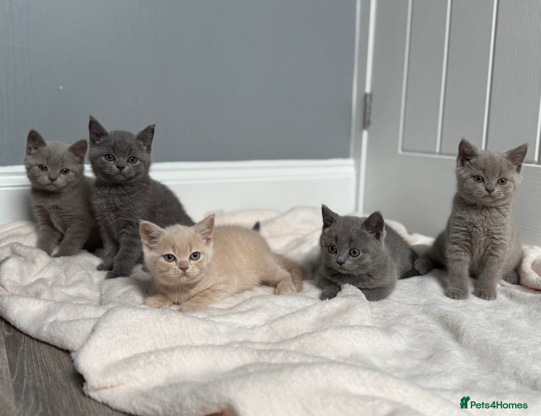 British Shorthair cats for sale: GCCF registered British shorthair kittens - Image 8