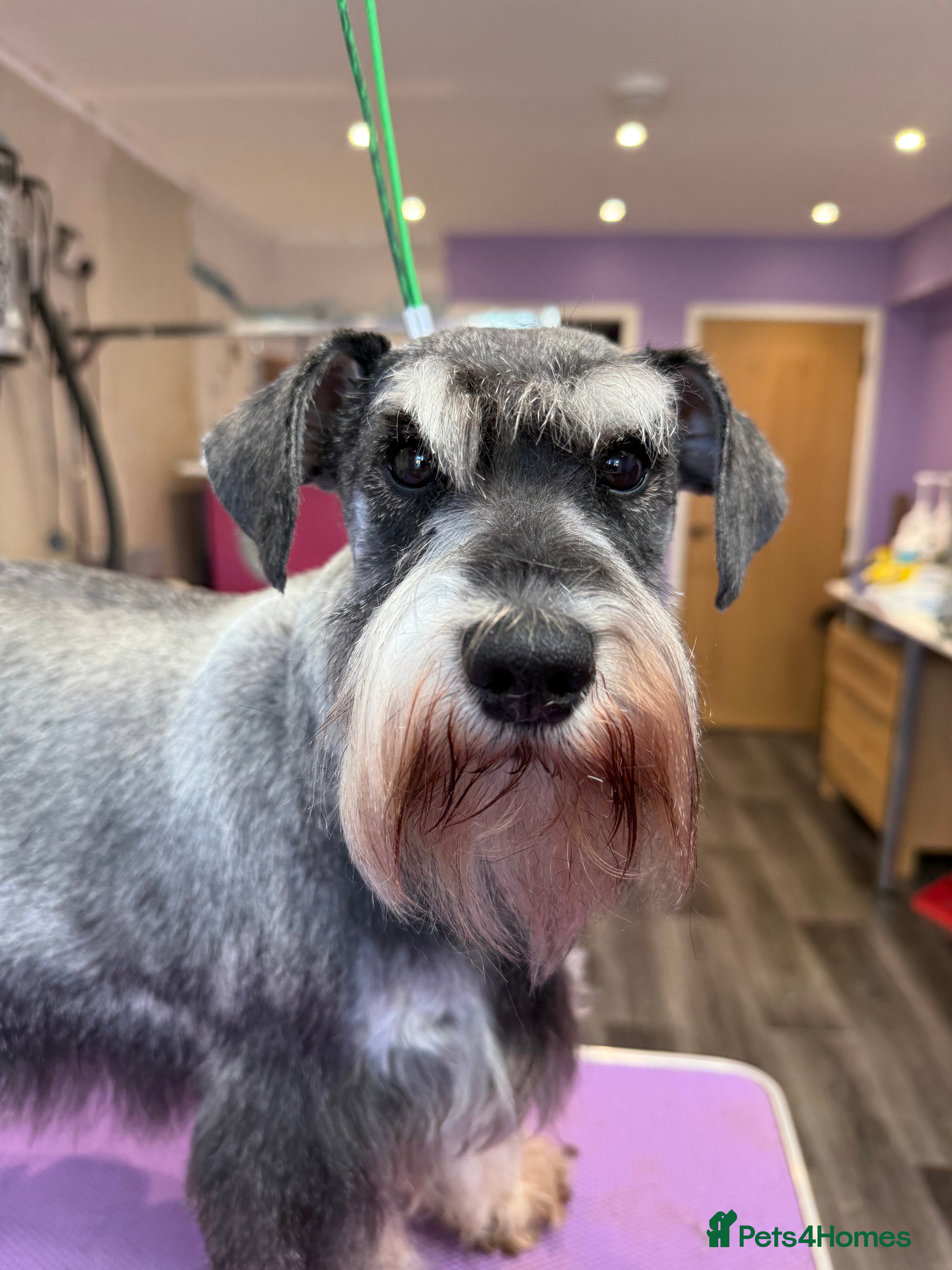 Miniature Schnauzer dogs Miniature Schnauzers KC/BVA/MAC Tested  - Advert 2