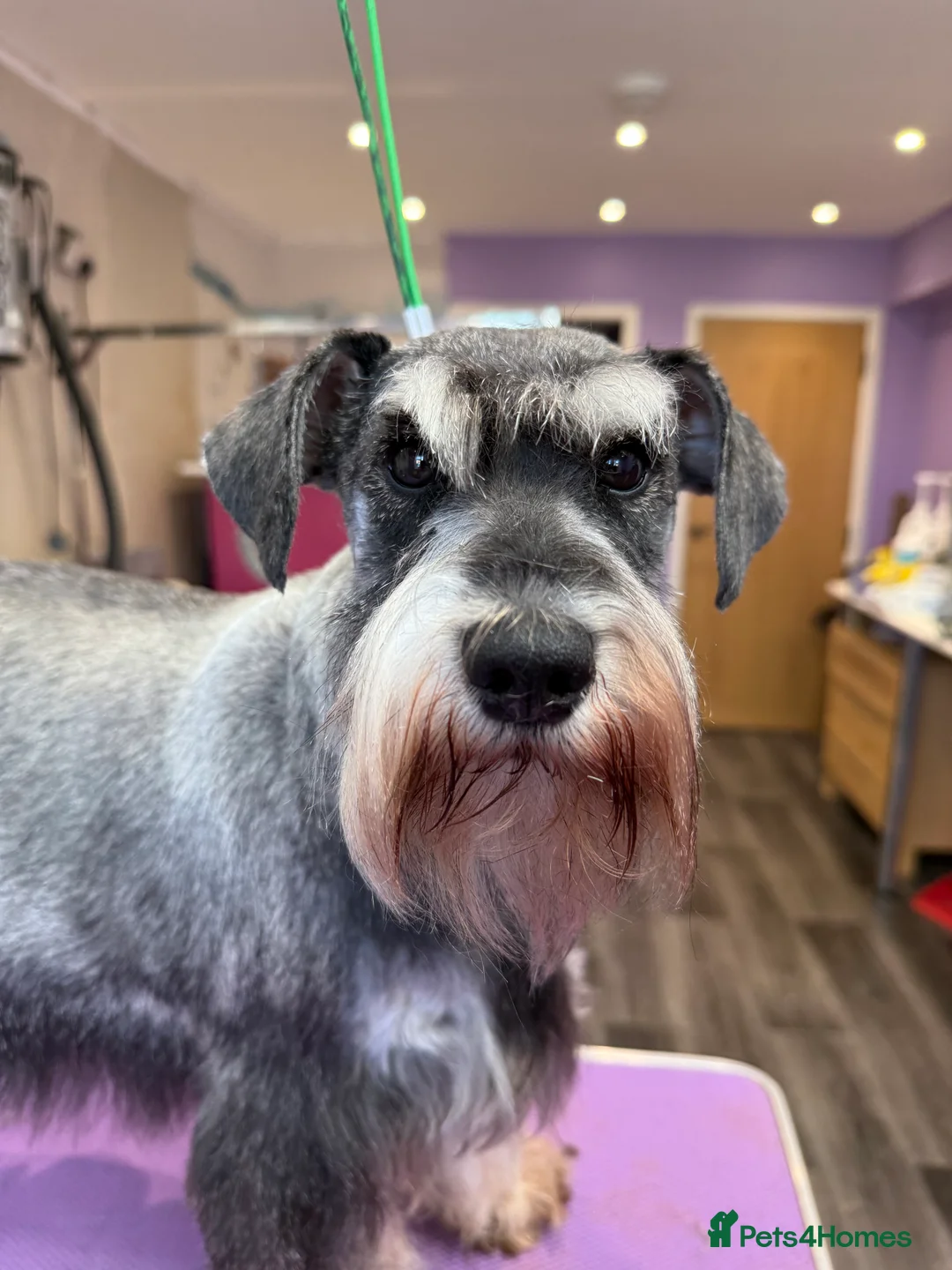 Miniature Schnauzer dogs for sale: Miniature Schnauzers KC/BVA/MAC Tested  - Advert 2