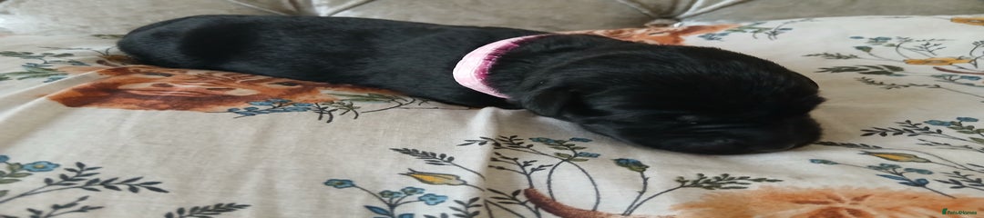 Labrador Retriever Puppy 1 pink collar