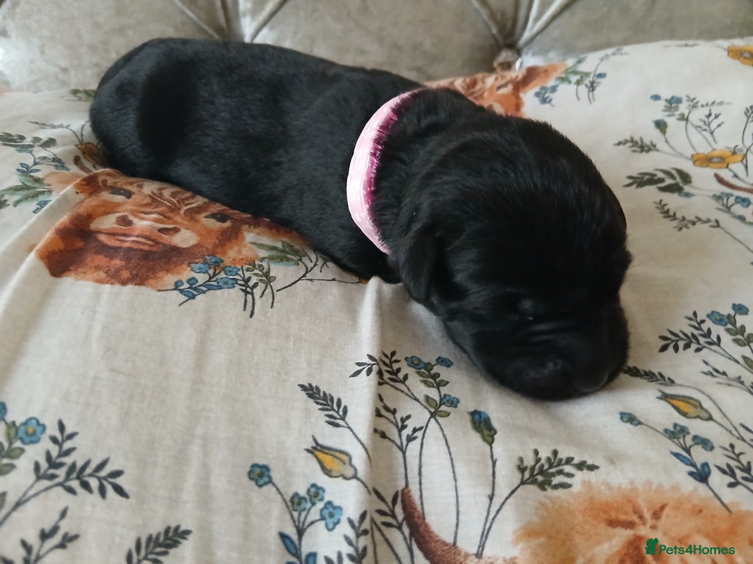 Labrador Retriever dogs for sale: 5 beautiful labrador puppies - Image 7