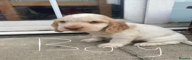 Cocker Spaniel 2