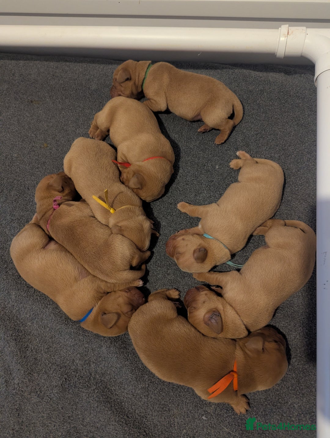 Labrador Retriever dogs for sale: Fox Red Working Labrador Retriever Puppies - Advert 16