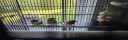 Finches birds for sale: Complete Finch setup (9 Birds + All Equipment) in Spalding - Advert 3
