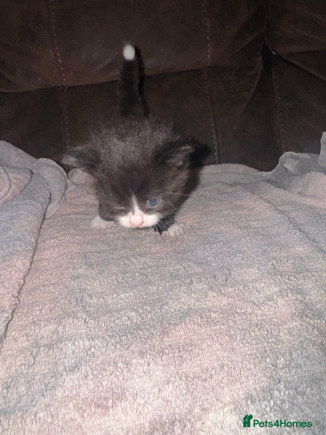 Mixed Breed cats for sale: 5 beautiful kittens mother part ragdoll - Image 19