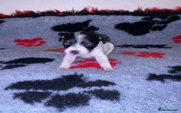 Jack Russell dogs for sale: Jack Russell puppies *SHORT LEGGED* - Advert 8