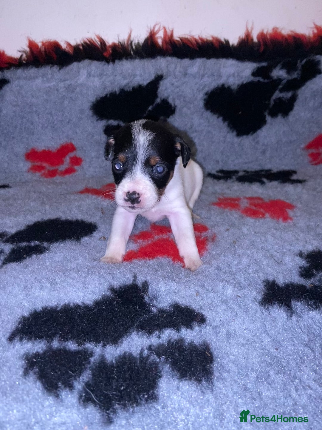 Jack Russell dogs for sale: Jack Russell puppies *SHORT LEGGED* - Advert 8