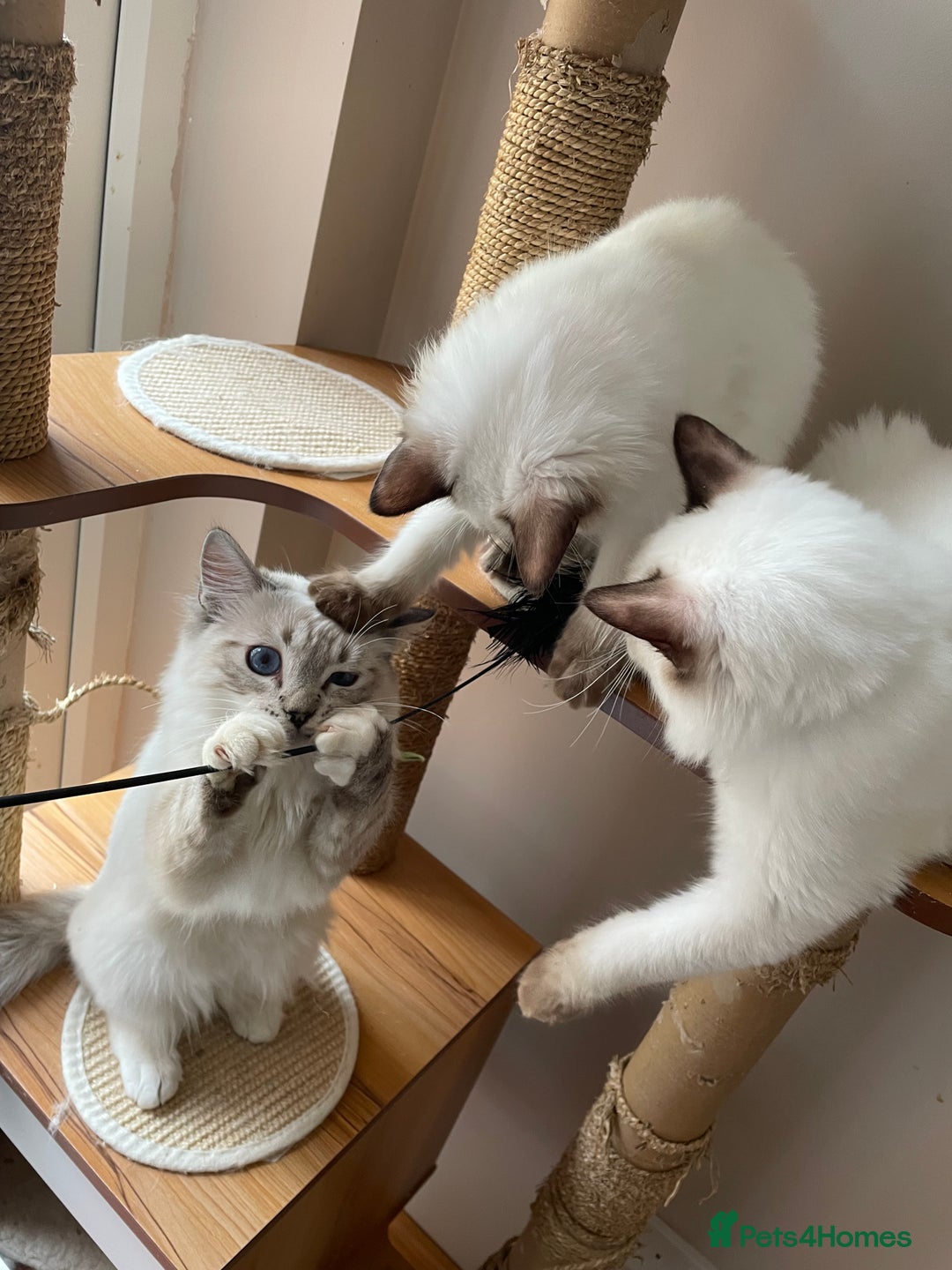 Ragdoll cats for sale: Ragdoll kittens from Moonliteyecats  - Image 20
