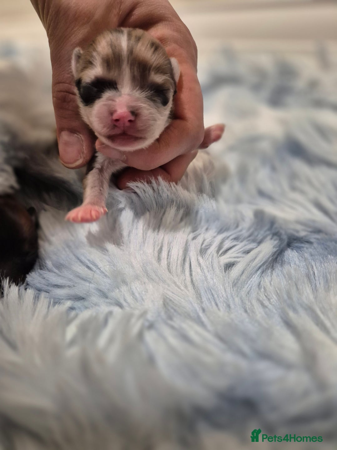 Chihuahua dogs for sale: Long haired chihuahua  - Advert 8