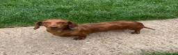Miniature Dachshund dogs for sale: young male and female  - Advert 7