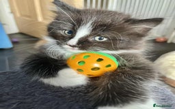 Mixed Breed cats for sale: Beautifull fluffy kittens  - Image 26