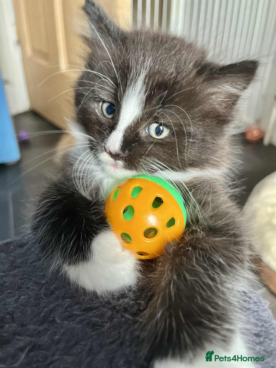 Mixed Breed cats for sale: Beautifull fluffy kittens  - Image 26