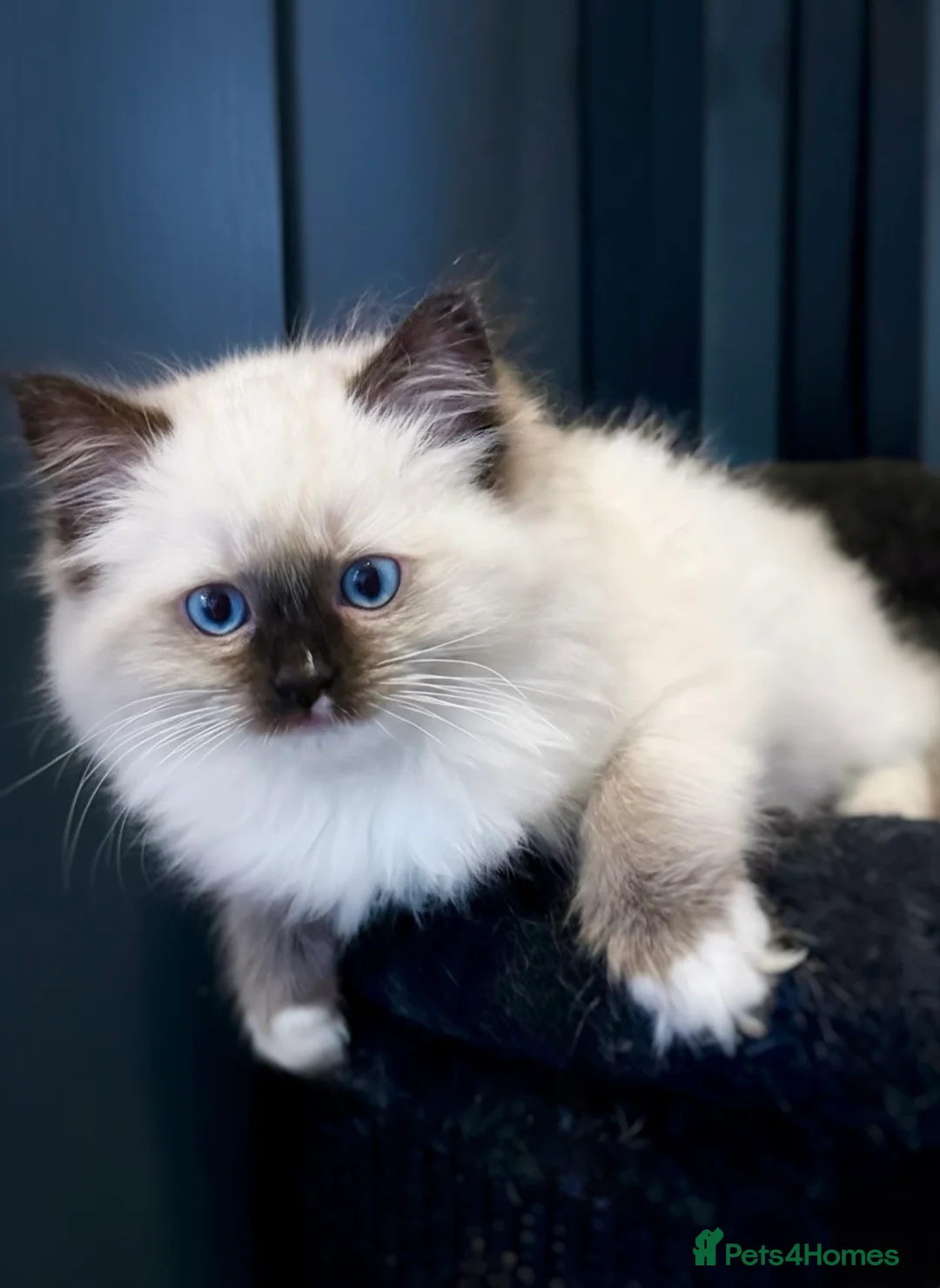 Ragdoll cats for sale: READY NOW TICA ACTIVE Kittens, European bi-colour - Advert 8