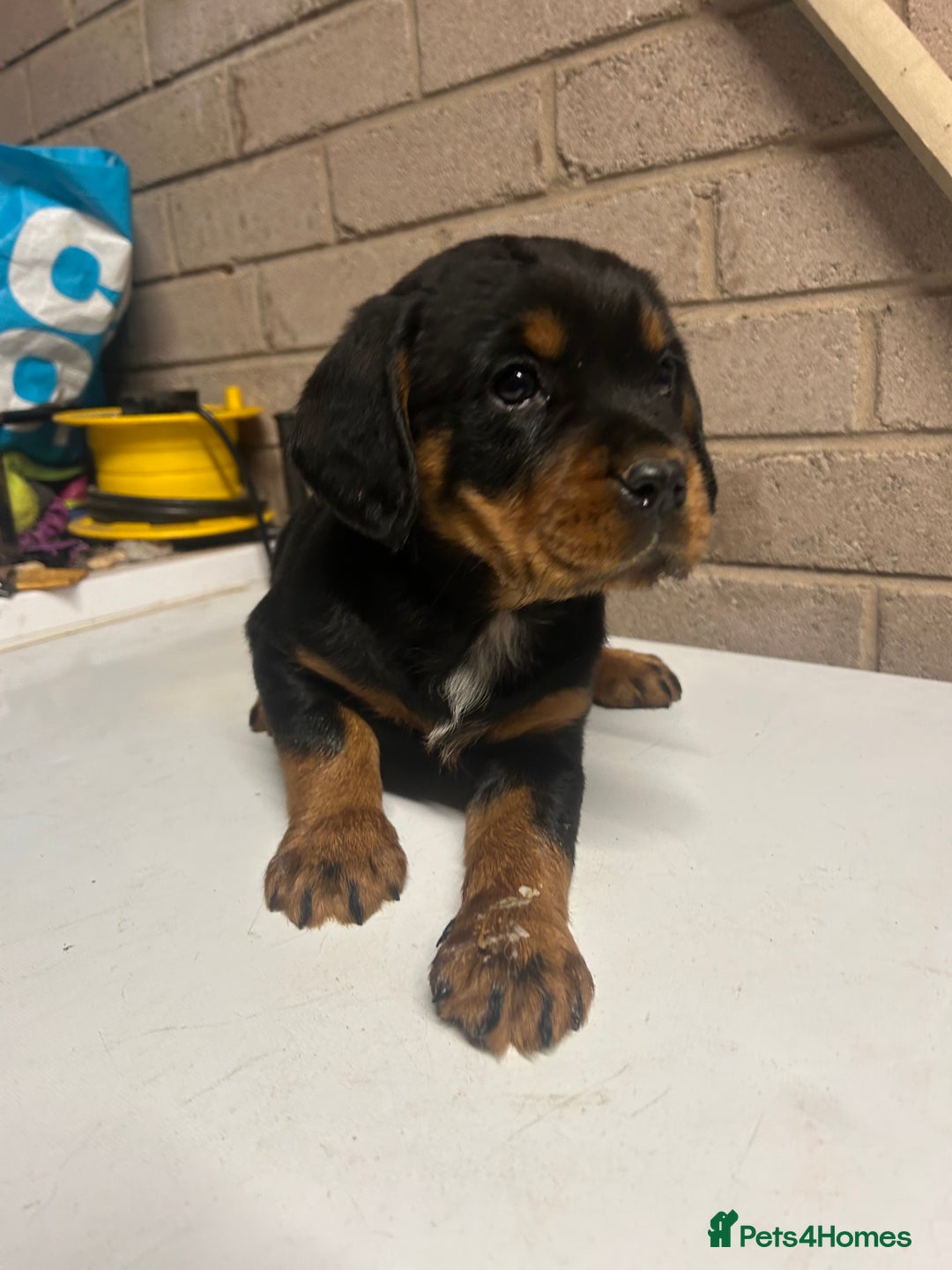 Mixed Breed dogs for sale: Cocker spaniel/Rottweiler  - Advert 11