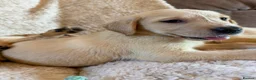 Labrador Retriever dogs for sale: ❤️💫 Superb, chunky, Golden Labrador puppies 💫❤️ in Stourbridge - Advert 20